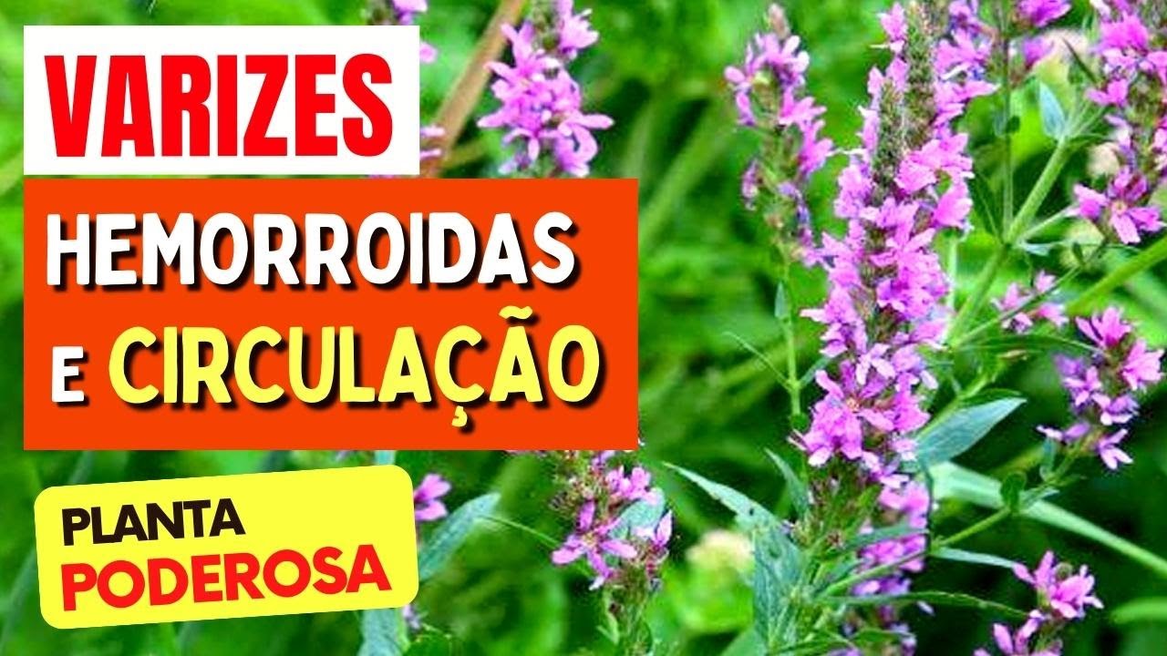 Planta para VARIZES, HEMORROIDAS e MÁ CIRCULAÇÃO - Benefícios da Erva de Bicho, Como Usar e Dicas