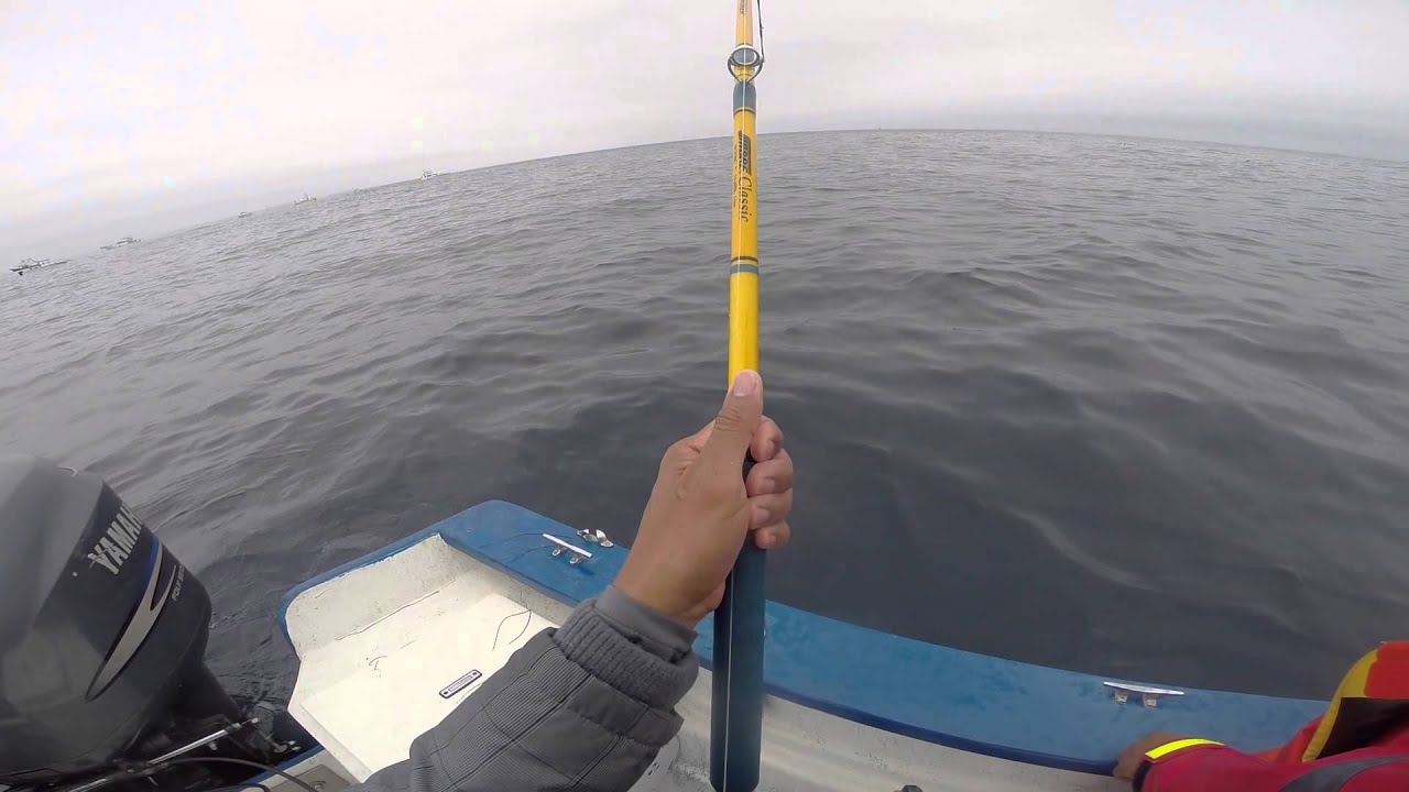60lbs Bluefin Tuna