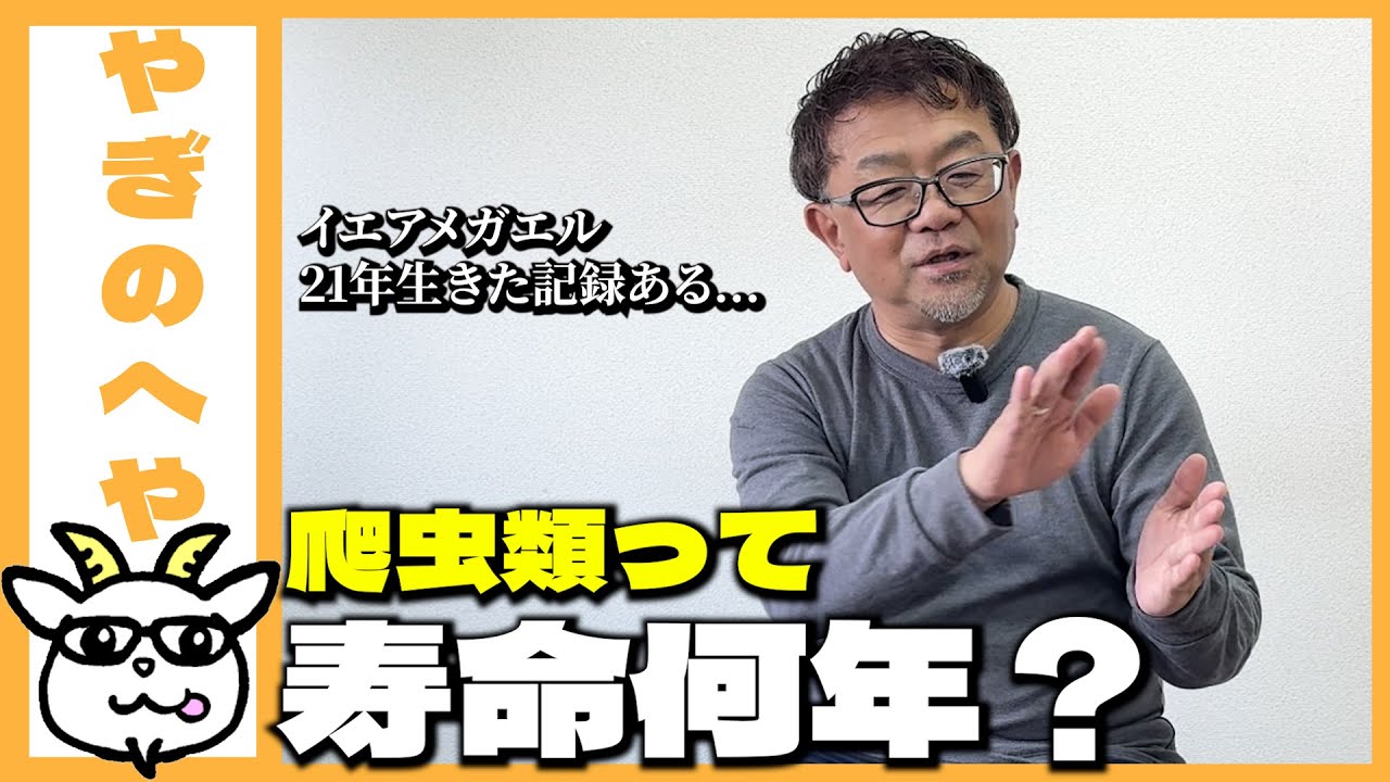 【やぎのへや】爬虫類の寿命って何年？