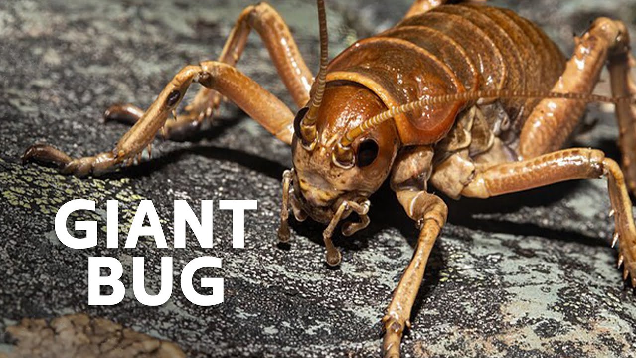The Unusual Creatures From New Zealand's Ancient Lands