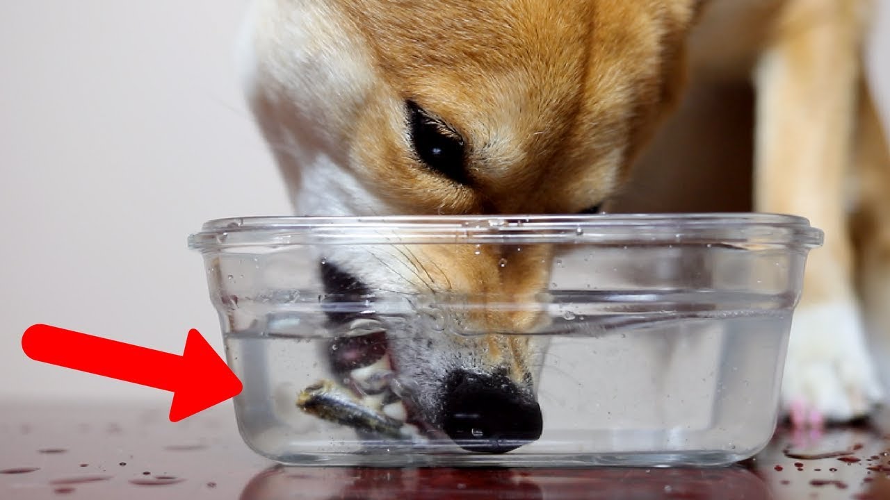 Dog Fishes Anchovies Out of Water. [ASMR]