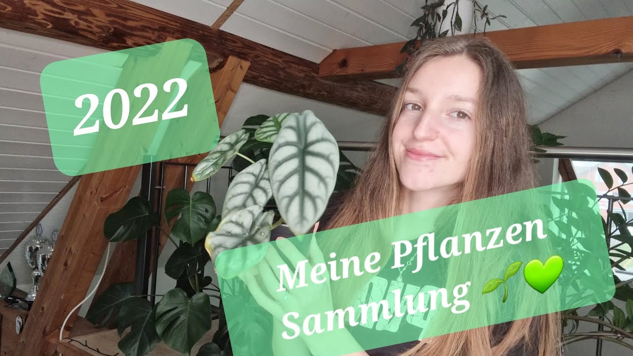 Meine Plantcolection stand 2022🪴 alle meine Pflanzen 🌱💚