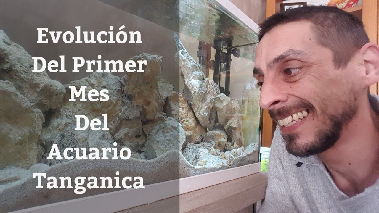 🔵 Evolución Del Acuario Tanganica Y Los Ciclidos Conchicolas  (Acuarios MB)