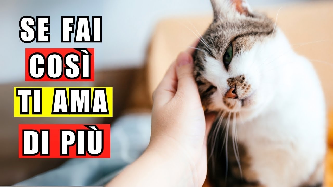 11 modi per far amare di più il tuo gatto