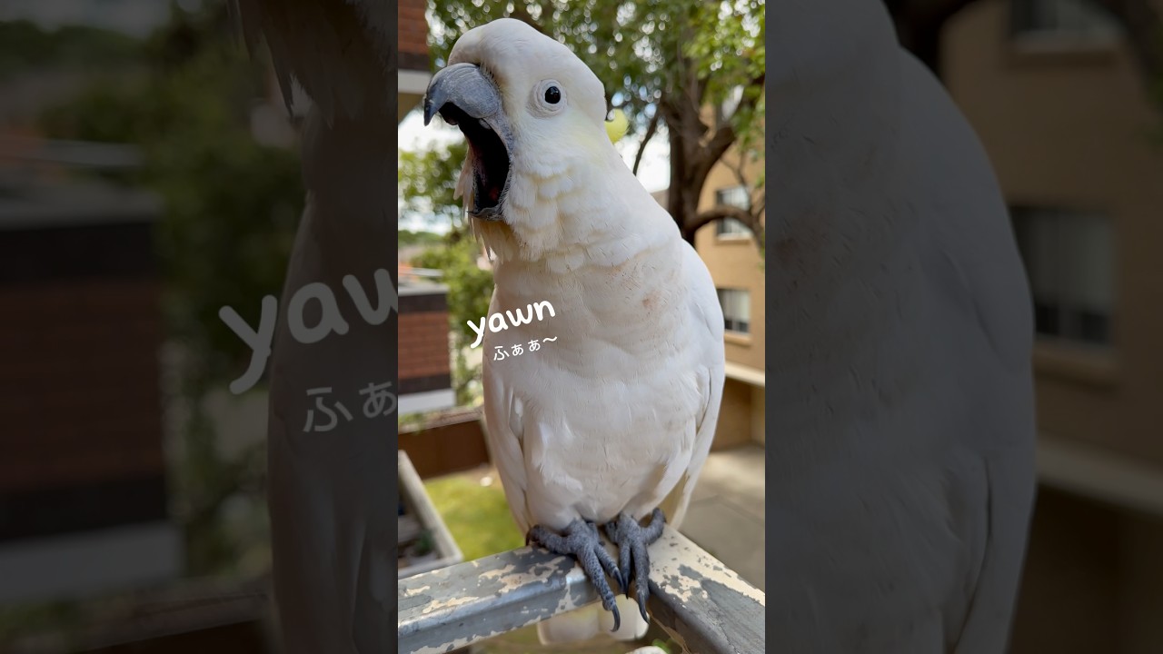 声も仕草も全部可愛い❤️ #キバタン #cockatoo #parrot #birds #shorts