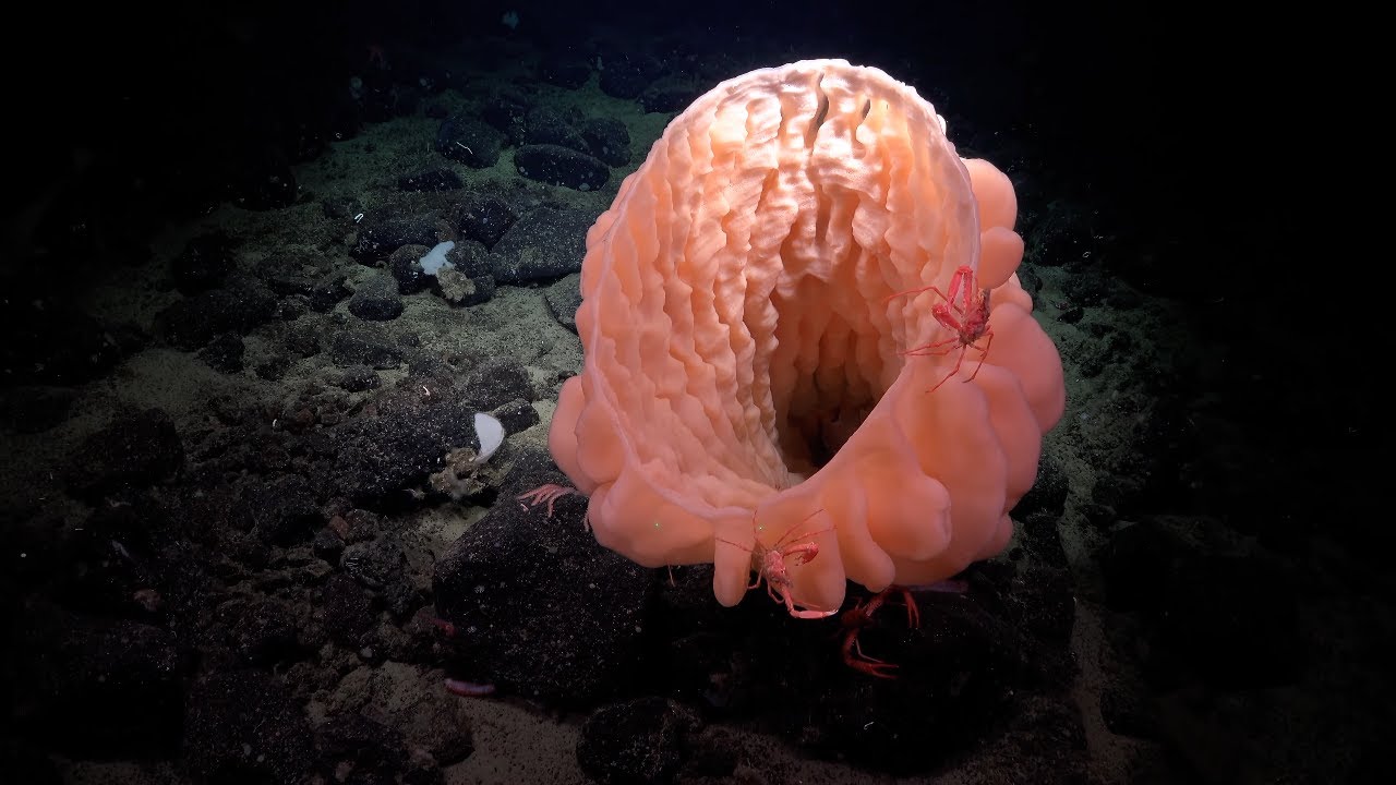 Biodiverse Borderlands - 4K ROV Highlights
