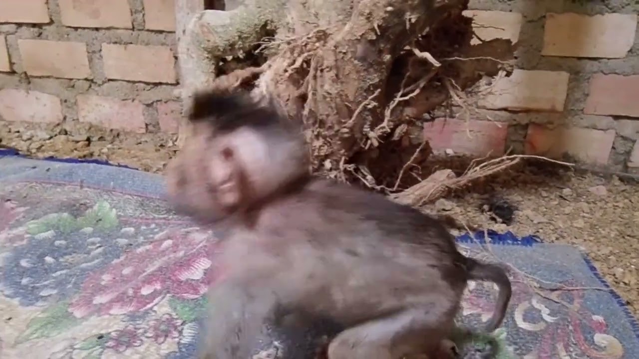 Вводный этап напряженный, правда?..🐒🐒🐒🐒👍❤️❤️❤️