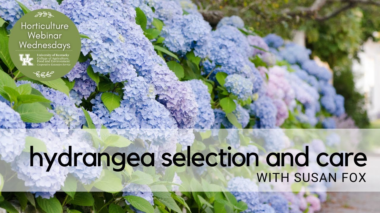 Hydrangea Selection and Care