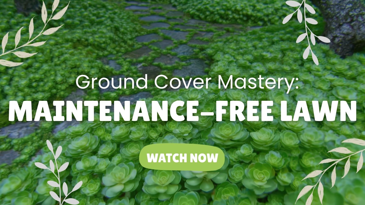 Ground Cover Mastery: The Secret to a Maintenance-Free Lawn