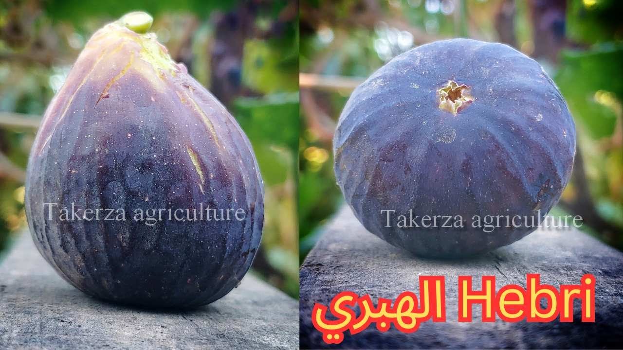 Hebri الهبري #fig #fruit 