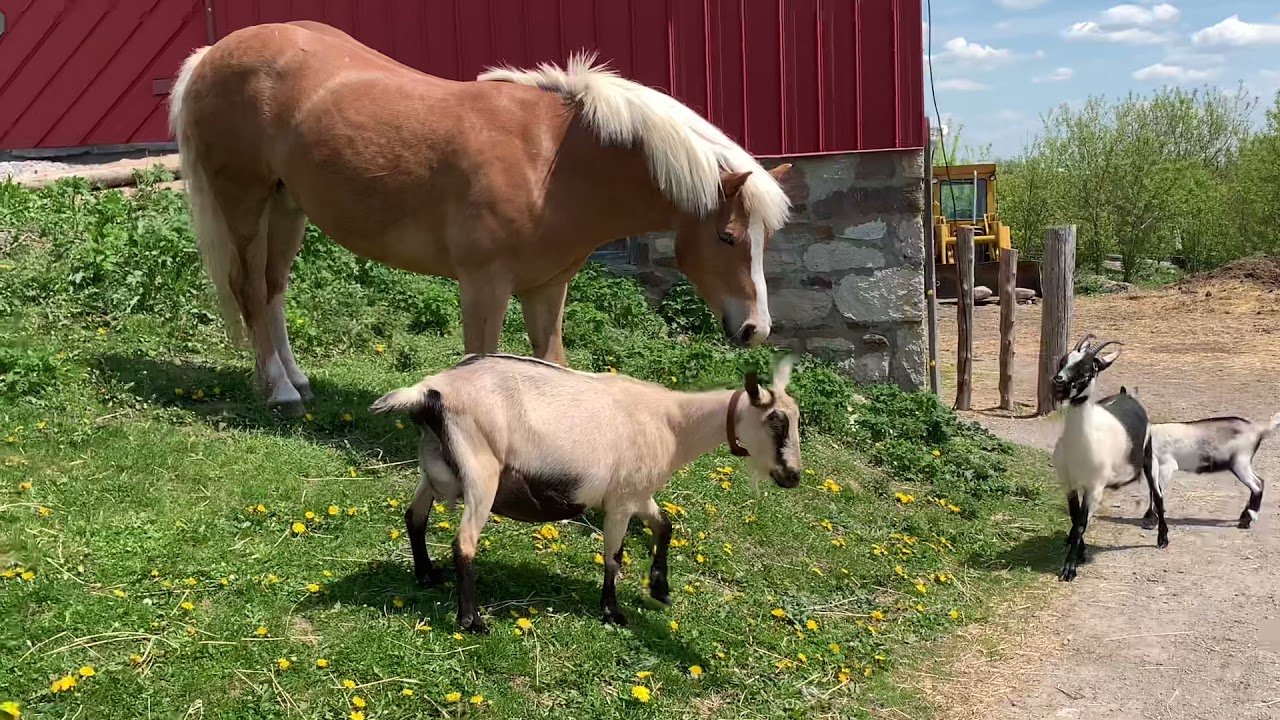 MUST WATCH.. SASSY ALPINE GOAT GETS MAD AT NOSY HAFLINGER PONY