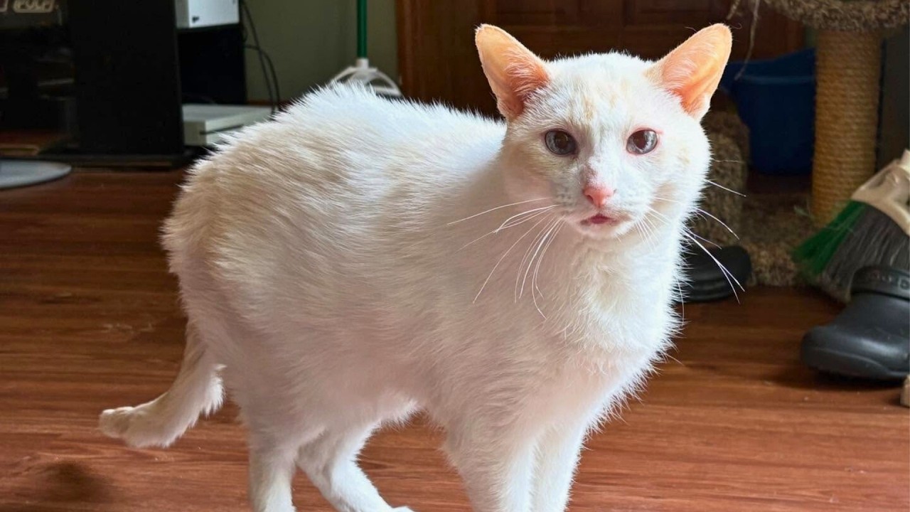 They Warned Me About This Cat — What Happened Next Was Not Normal