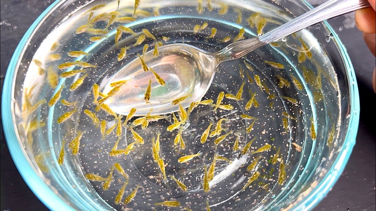 Making live goldfish soup!