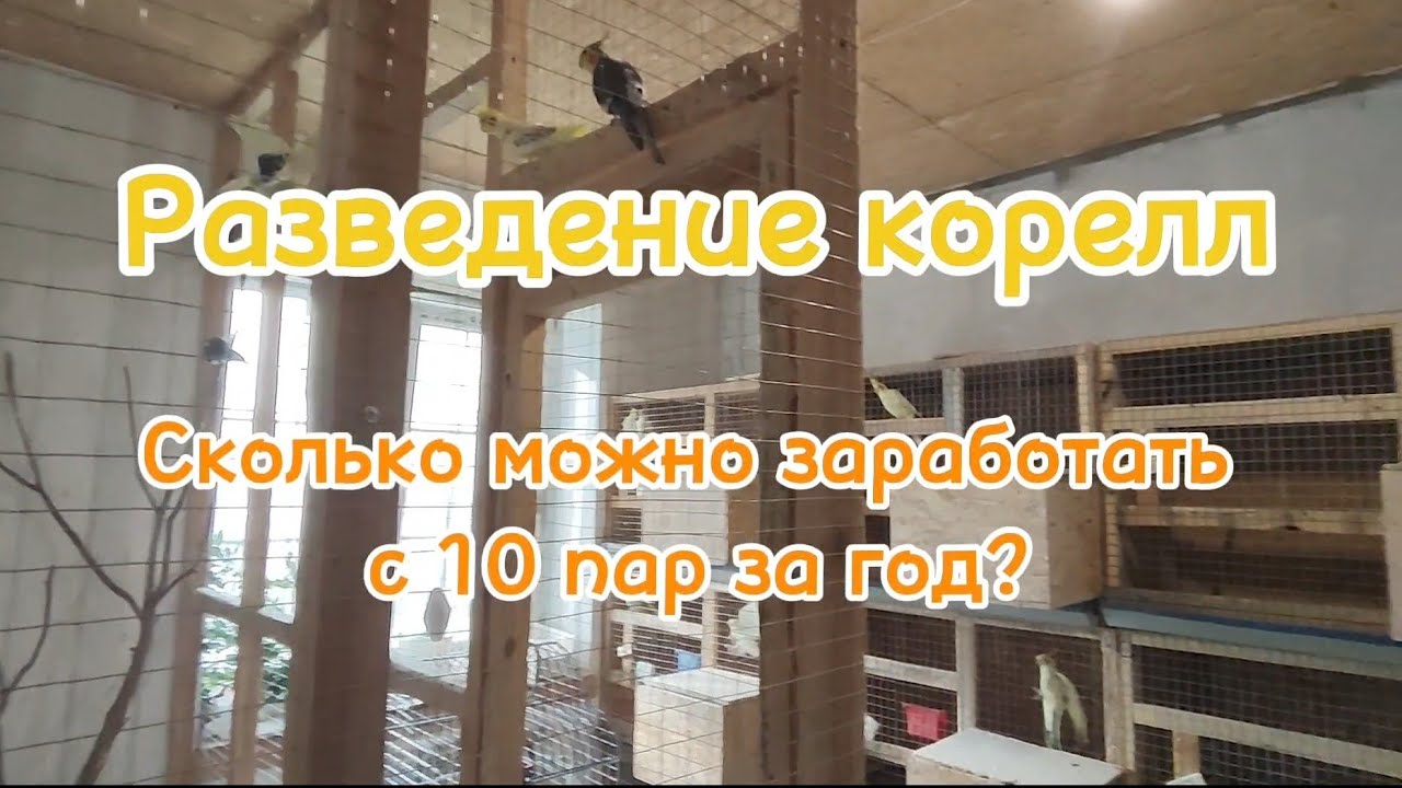 Разведение корелл. Сколько можно заработать с 10 пар за год.