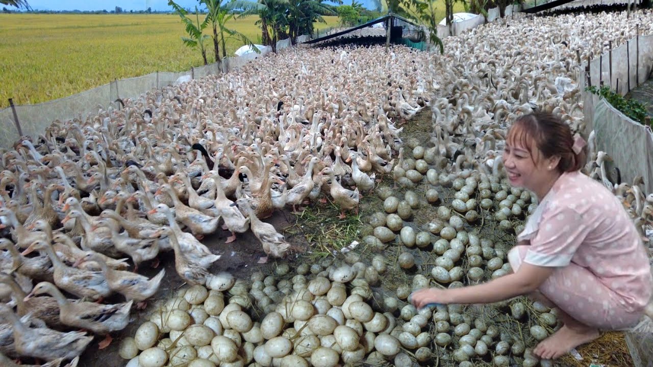 Mùa Vịt Chạy Đồng Em Gái Lụm 5000 trứng 1 đêm/Cảnh chỉ có ở miền tây/The duck song