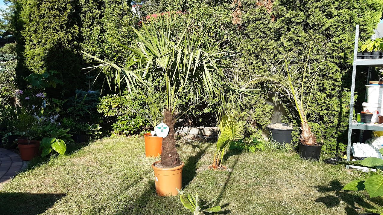 Trachycarpus fortunei, nowa roślina | przesadzanie odc. 46