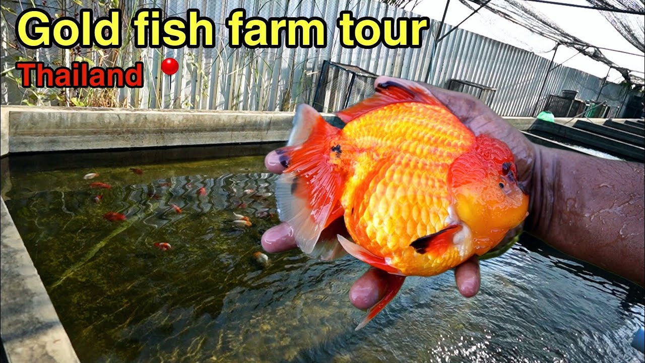 The Journey of Goldfish Life Begins Here | Thailand Breeding Farm | தமிழ்