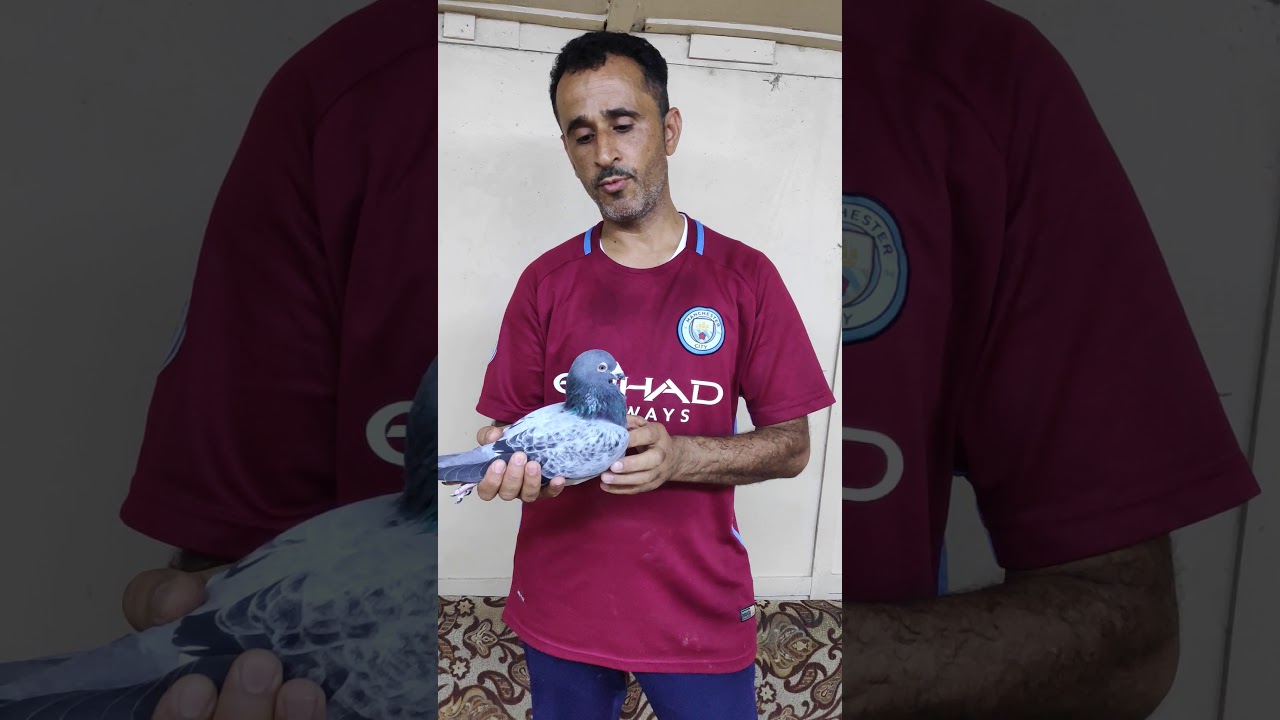 ولد طير احمد الزريج الحجل الذهبي بالمسافات الطويله بالسعوديه الذي يملكه البطل عيسى السنان