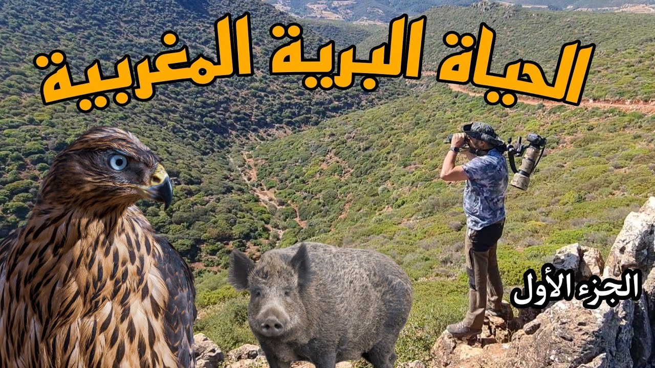 البرية المغربية   morocco wildlife Photography