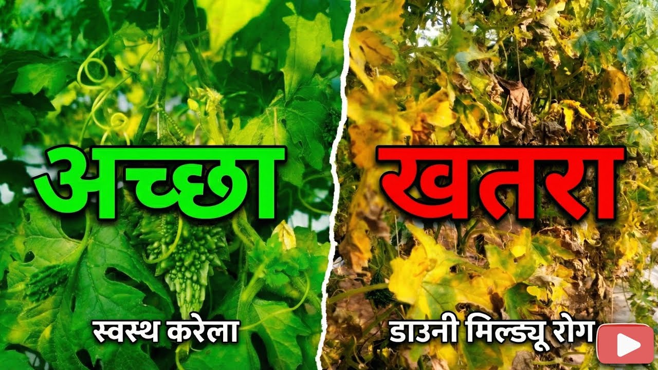 करेला में खतरे की घंटी // उपचार 