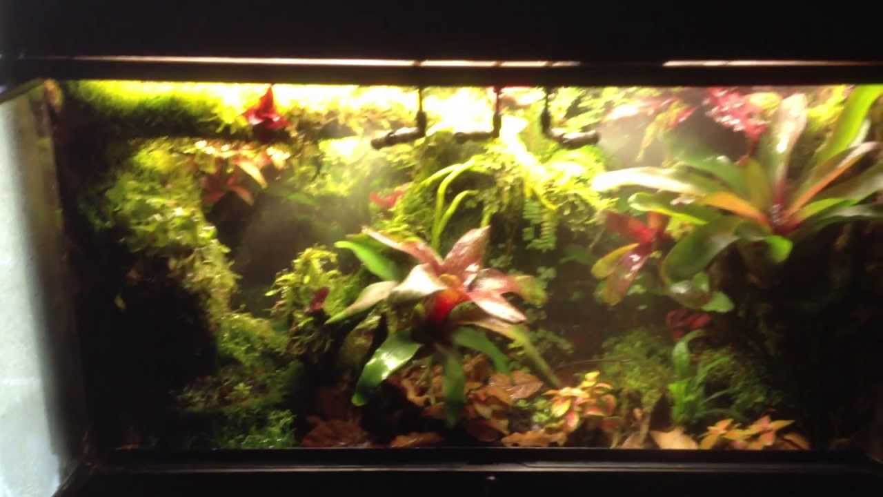 Terrarium tropical pour 6 Epipedobates anthonyi