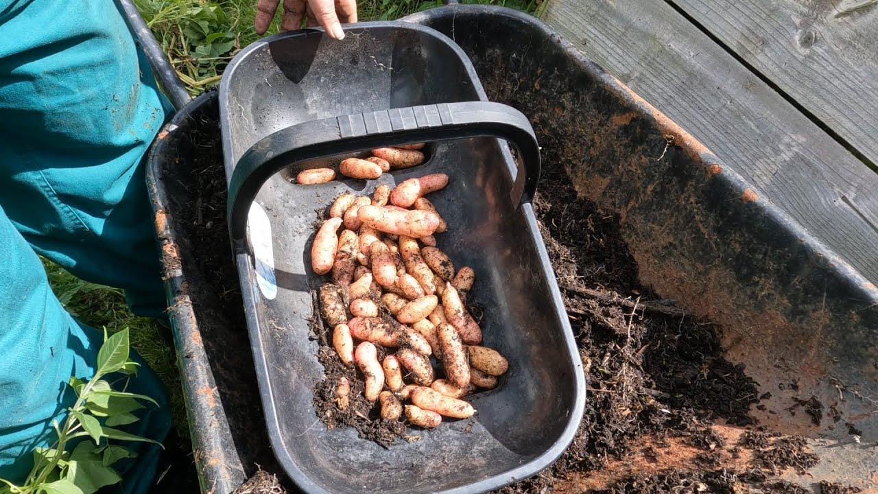 Jason's Jungle down the allotment