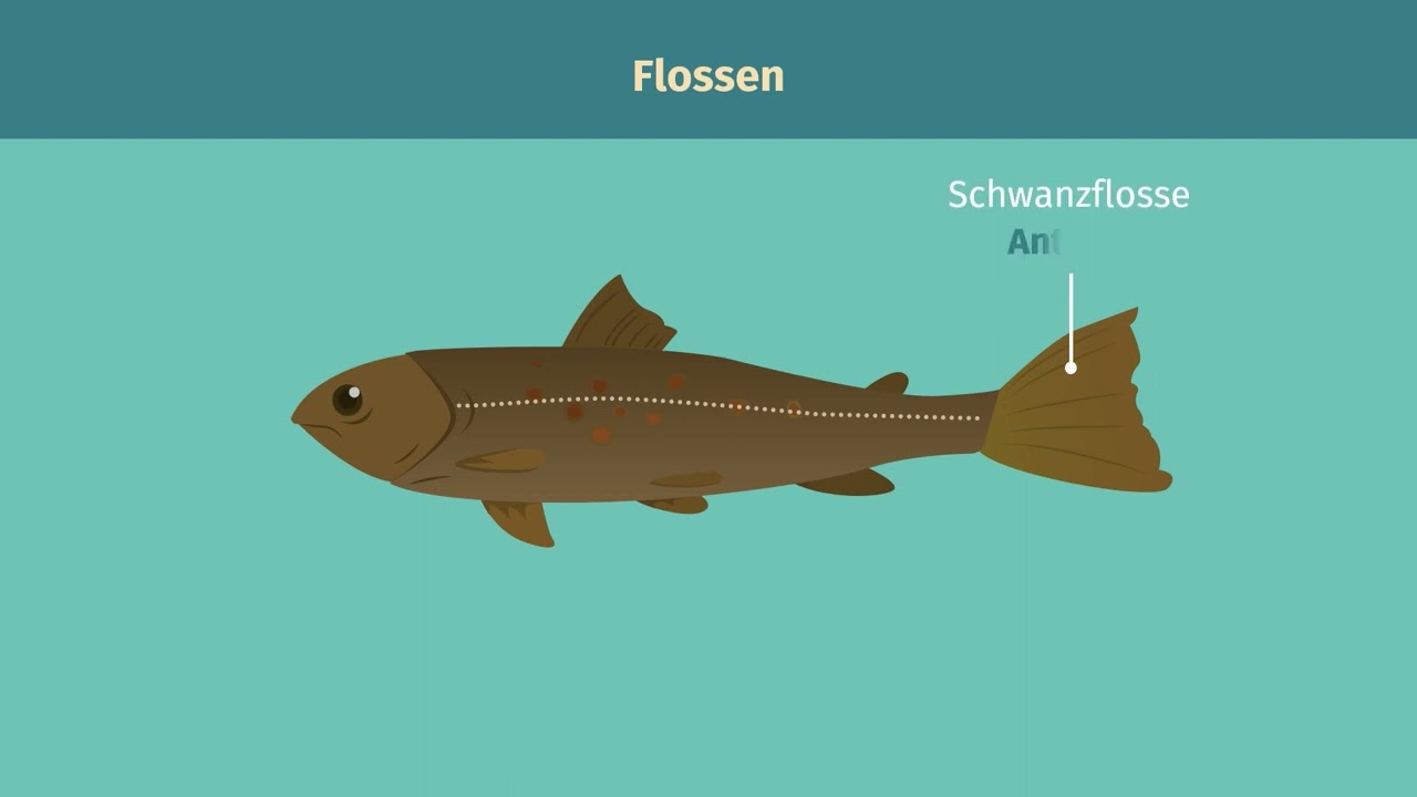 Fische &ndash; &auml;u&szlig;erer Bau &ndash; Zusammenfassung einfach erkl&auml;rt | sofatutor