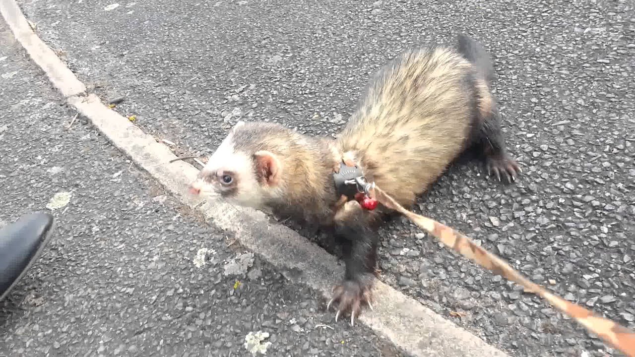 Ferret walking