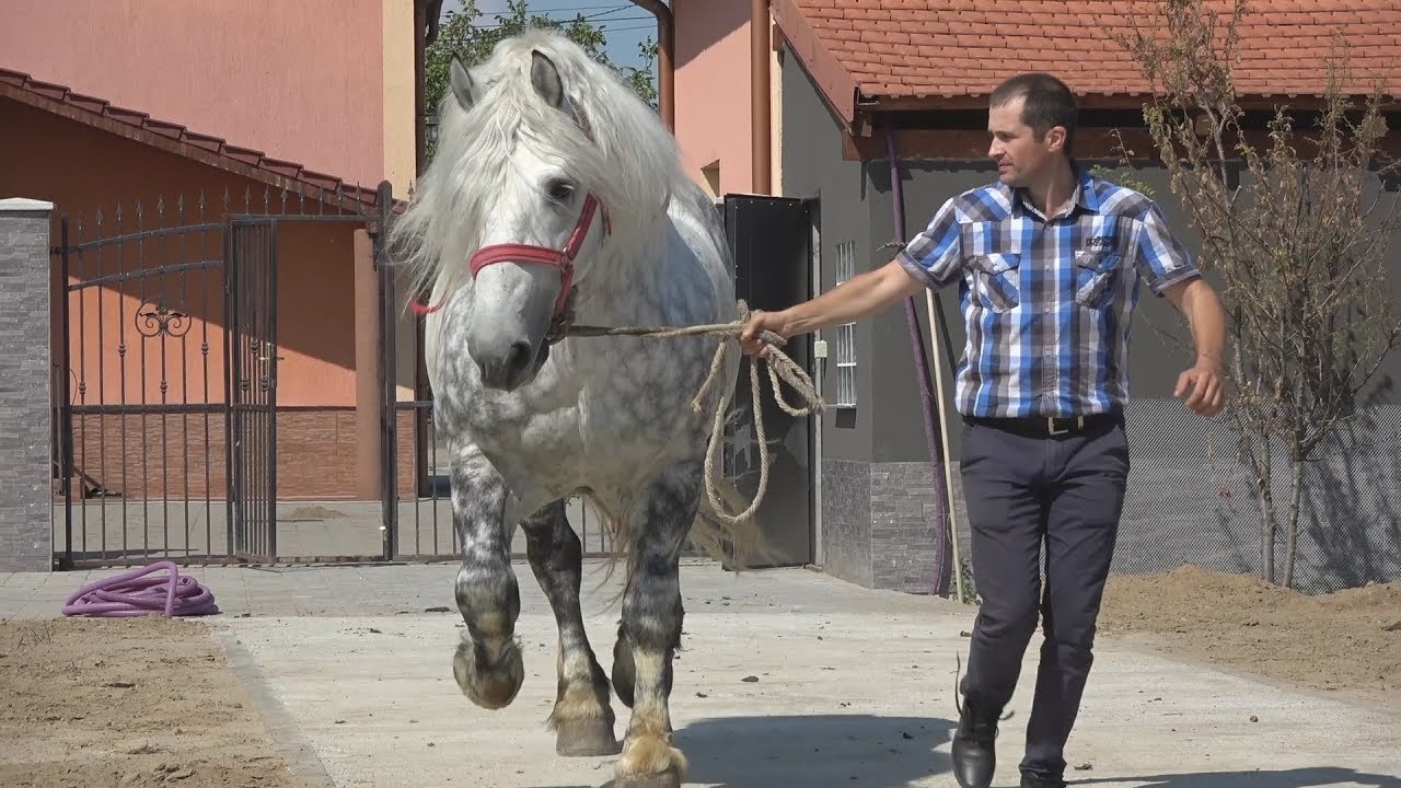 Caii lui Alin Blaga,  | Nea' Costel, Dorin, Dl. Daniel si Stelica in vizita | Satu Mare - 2018