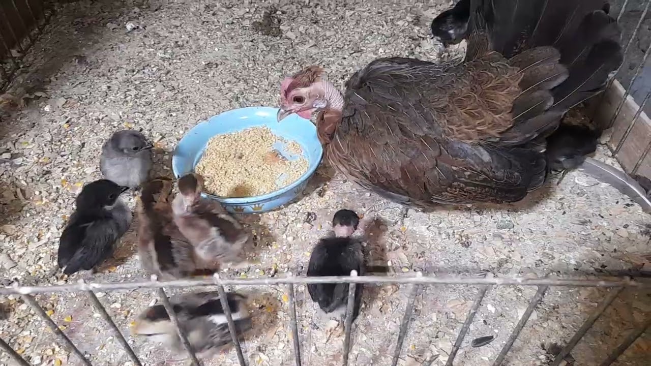 Madre nodriza