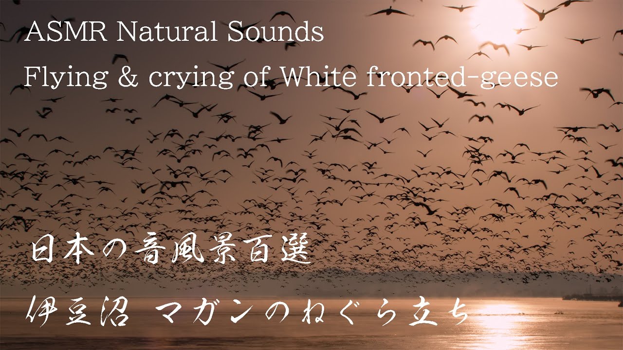 伊豆沼 冬の風景 朝焼け空を覆い尽くすマガンの塒立ち 6K Japan | Izunuma Pond Migratory Birds Take flight at Morning