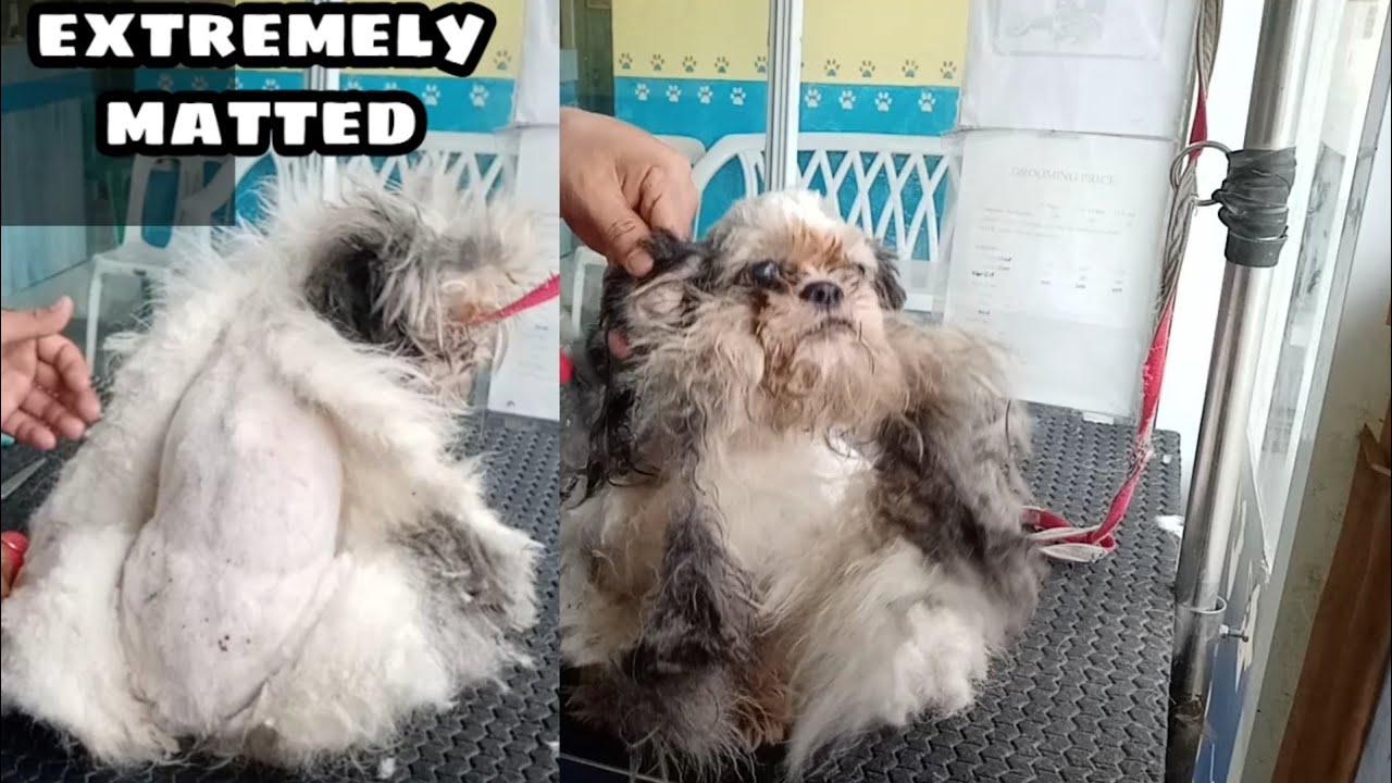 Extremely Matted Dog With Tick's Infested Complete Shavedown