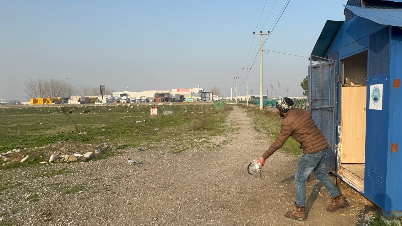 KAFASI DÖNEN KUŞ UÇAR OYNAR Mİ ESKİ PERFORMANSINI YAKALARMI BUYRUN