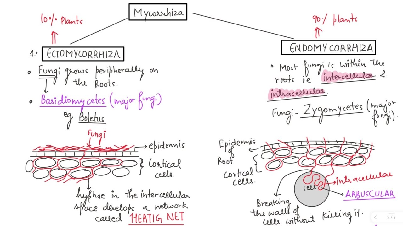 Mycorrhiza II Symbiotic association II Types ( ecto and endomycorrhiza )