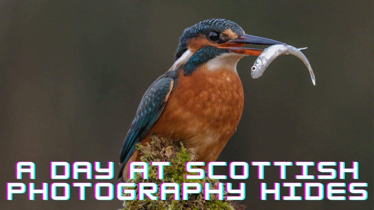 Wildlife Photography: A Day at Scottish Photography Hides 2. Kingfishers and Otter photography
