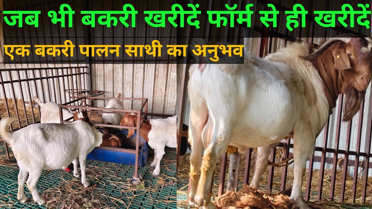 जब भी बकरी खरीदे फार्म से ही खरीदें ! एक बकरी पालन साथी का अनुभव ! Pihu goat farms #animals#animals 
