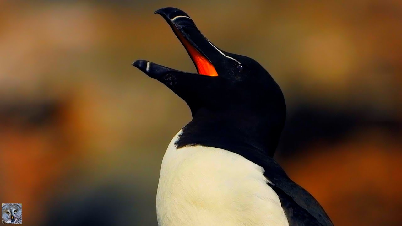 Horn&oslash;ya European shag Razorbill Common murre Toppskarv Alke Lomvi Gulosus aristotelis Alca torda