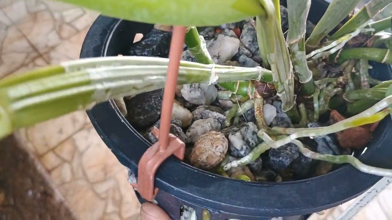 MADEIRAS QUE EU USO NO CULTIVO DAS MINHAS ORQUÍDEAS 