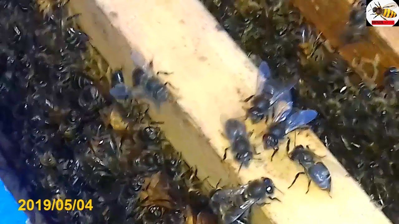 نصيحـــة مـــن ذهـــب عــنــد تقسيـــم خلايـــا النحــل