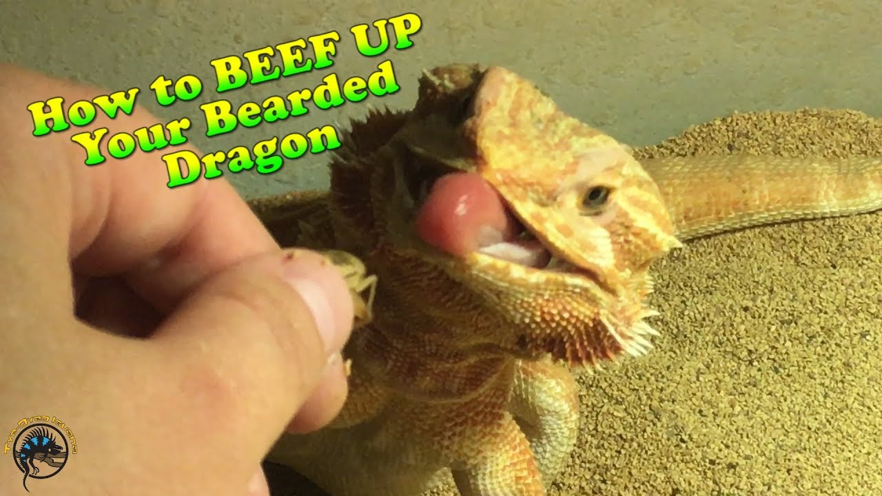 How To Beef Up Your Bearded Dragon! 💪🦎