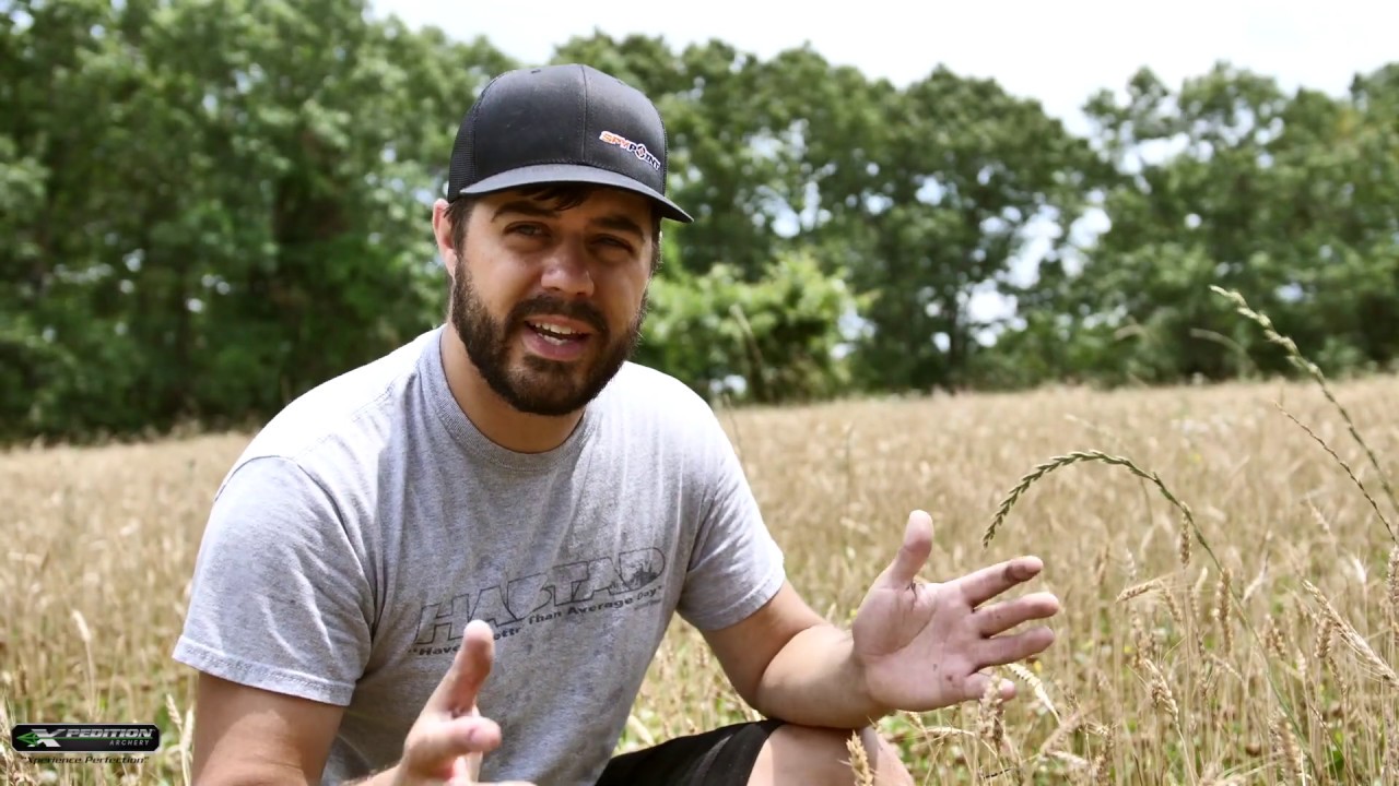 Easy Tips for Perfect Clover Food Plots!  CLOVER + WHEAT= SUCCESS