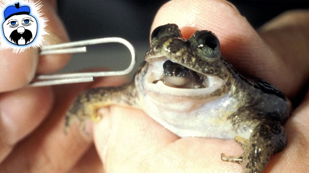 14 Extinct Animals That Could Be Resurrected