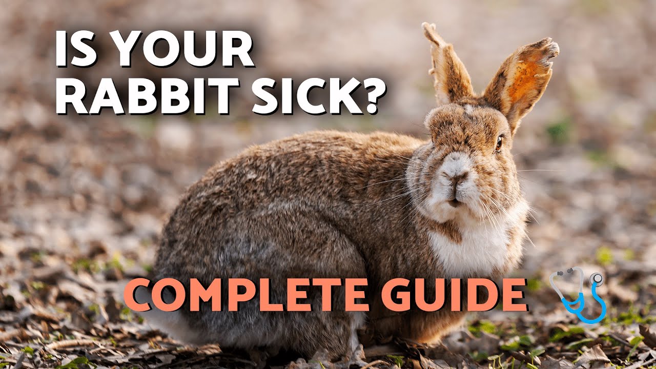 Complete GUIDE: RABBIT Health WARNING SIGNS 🩺🐇🚨 10 Critical SYMPTOMS You Should NEVER IGNORE!