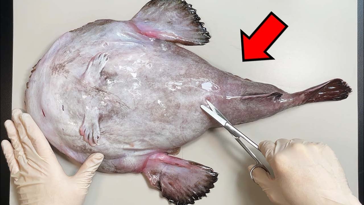 Strange Organ Inside an Anglerfish !- Anglerfish Dissection