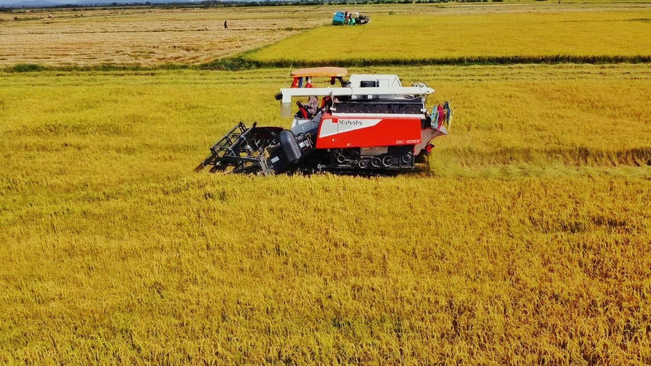 Mix Action Combine Rice Harvester Kubota DC108X Driving Skill Cropping Rice  Rice Cutting Machinery