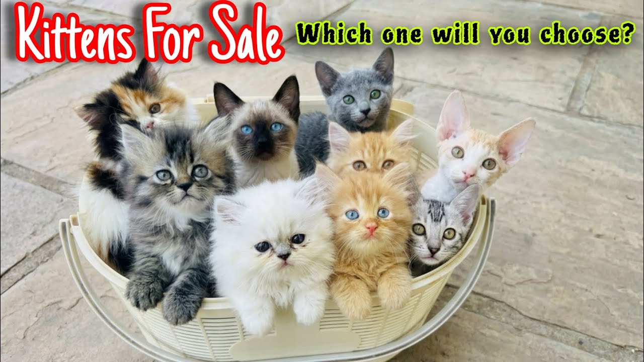 Beautiful Kittens 😻 (part 2) ! Persian kittens for sale ! Cats videos ! Persian cat ! Cats sale