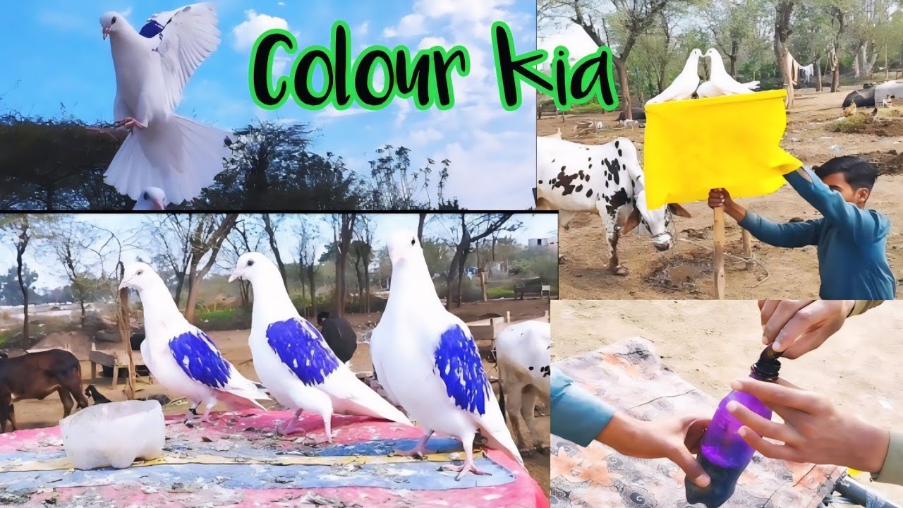 Chatrri Waly Batcho ko Colour kia, Sath Mn dost k chatrri Waly Batcho ko bhee | AM Pigeon Club 