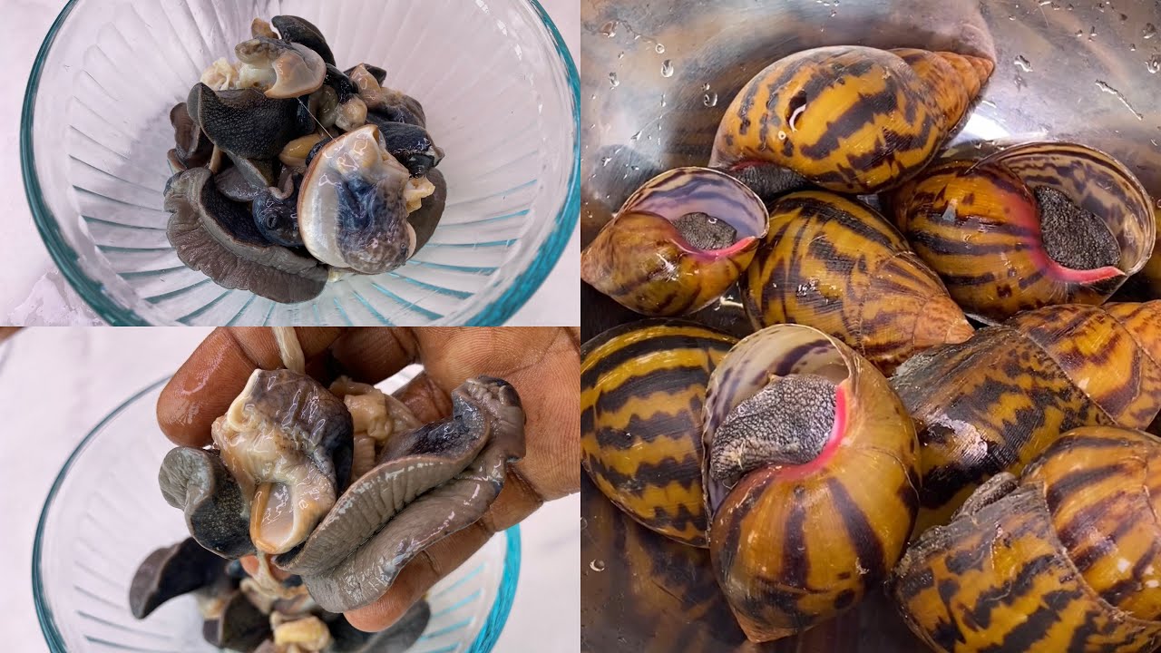 How to remove snail from shell without breaking it
