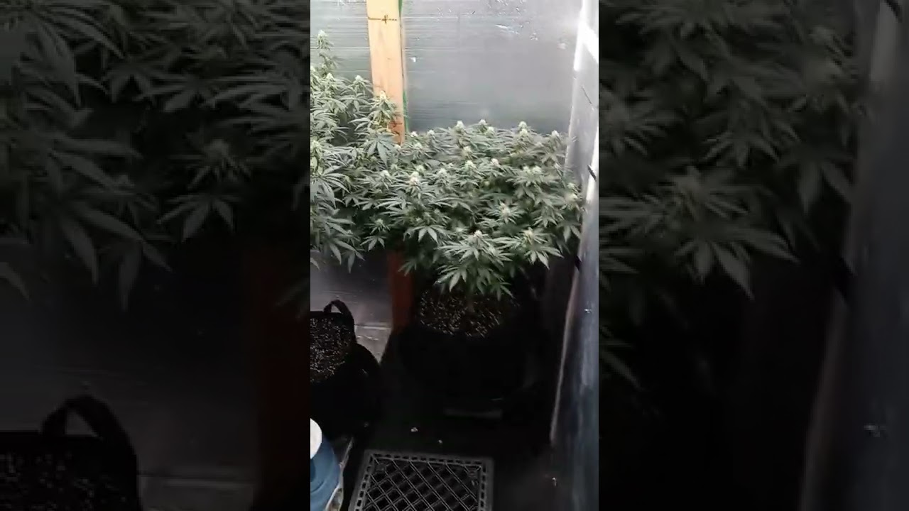 ilgm green crack 3rd week of flower