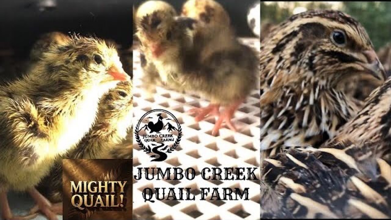 Quail Farming:   Hatching Quail Eggs to Raising Quail for Homesteading and Sustainable Farming